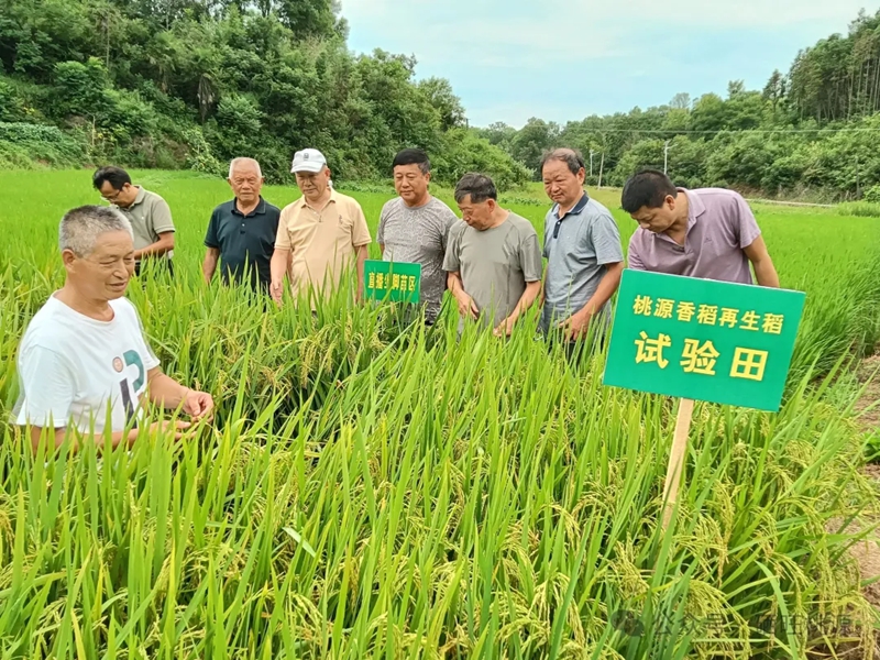 江助農(nóng)銀發(fā)人才工作站組織觀摩研討 助力桃源富硒香稻產(chǎn)業(yè)發(fā)展